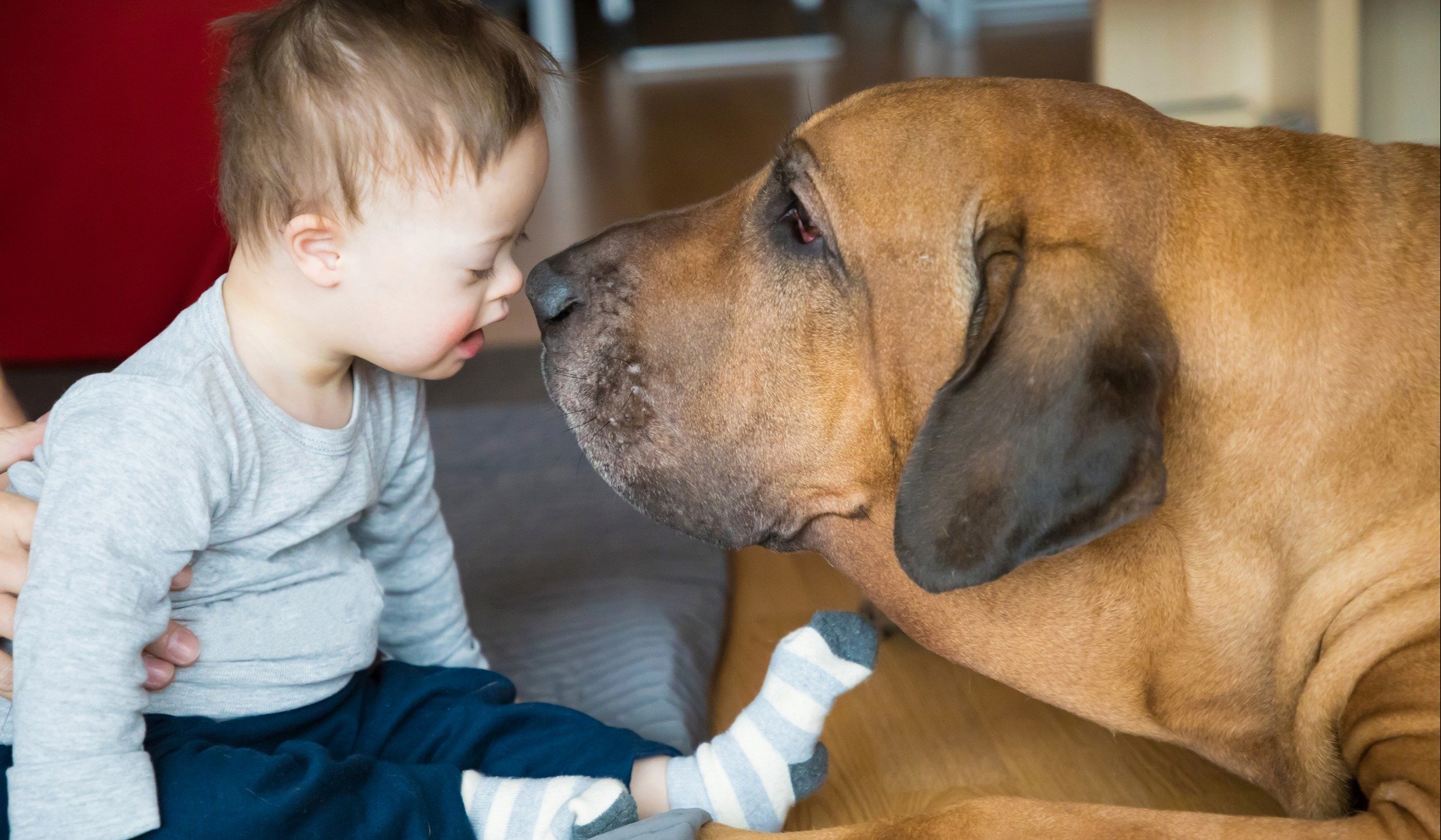 can a dog licking a baby be harmful